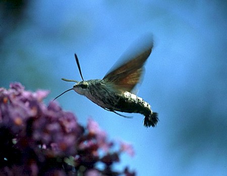 Hummingbird Hawk-moth Macroglossum stellatarum