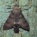 Adult • Ex Suffolk larva • © David Green/Butterfly Conservation