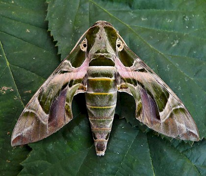Adult &bull; West Bexington, Dorset &bull; &copy; Paul Harris