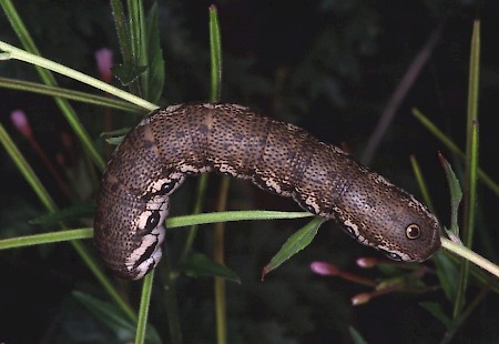 Willowherb Hawk-moth Proserpinus proserpina