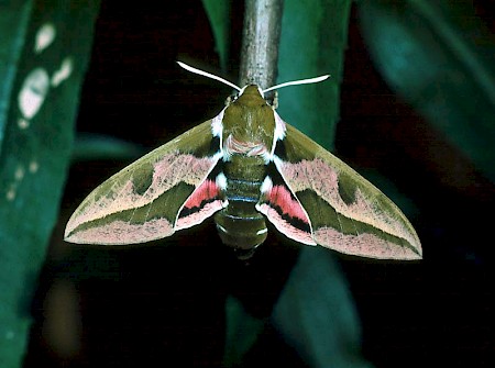 Spurge Hawk-moth Hyles euphorbiae