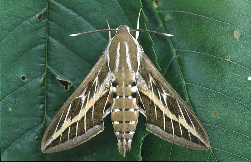Striped Hawk-moth. 