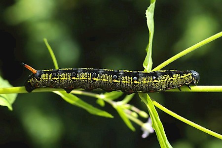 Striped Hawk-moth Hyles livornica