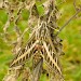 Adult (female) • Minnesota, USA • © John Bebbington FRPS