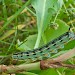 Larva • Minnesota, USA • © John Bebbington FRPS