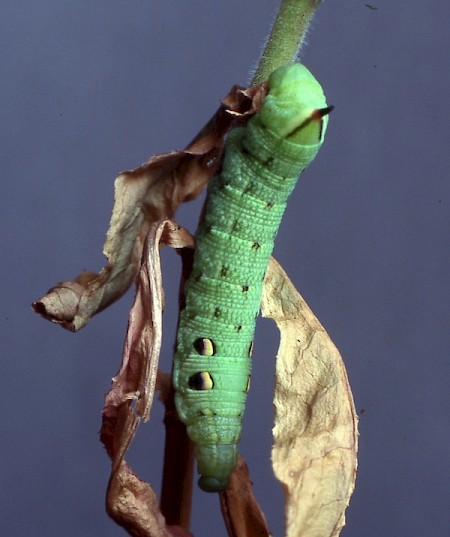 Elephant Hawk-moth Deilephila elpenor