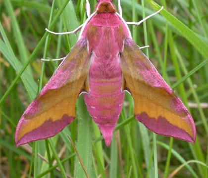 Adult • Bedfordshire • © Andy Banthorpe