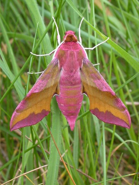 Small Elephant Hawk-moth Deilephila porcellus