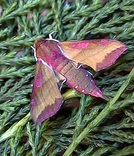 Small Elephant Hawk-moth Deilephila porcellus