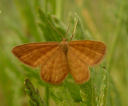 Ochraceous Wave Idaea serpentata