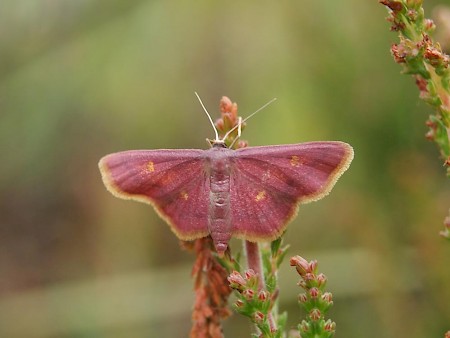 Purple-bordered Gold Idaea muricata