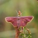 Adult, f. totarubra • South Cumbria • © Roger Holme