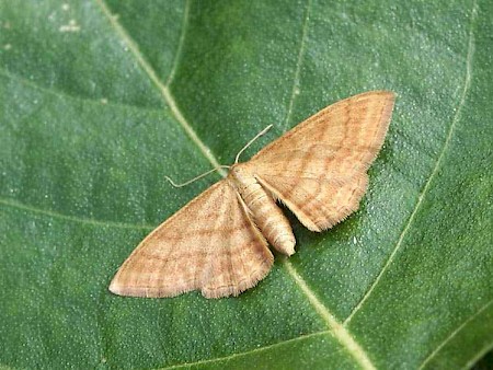 Bright Wave Idaea ochrata