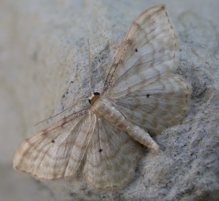 Dwarf Cream Wave Idaea fuscovenosa