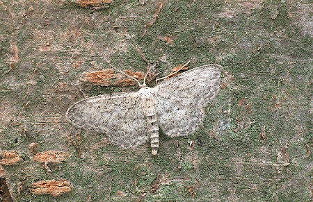 Small Dusty Wave Idaea seriata