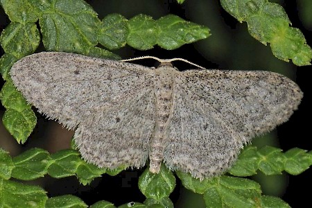 Small Dusty Wave Idaea seriata