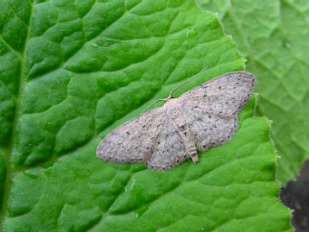 Small Dusty Wave Idaea seriata