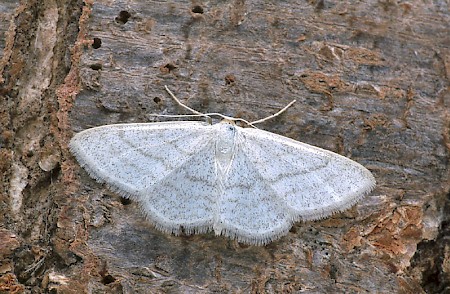 Satin Wave Idaea subsericeata