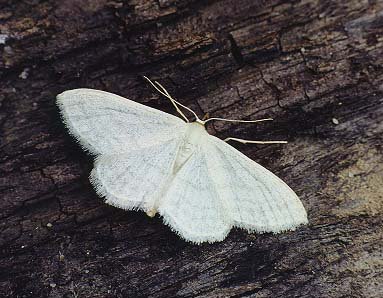 Satin Wave Idaea subsericeata