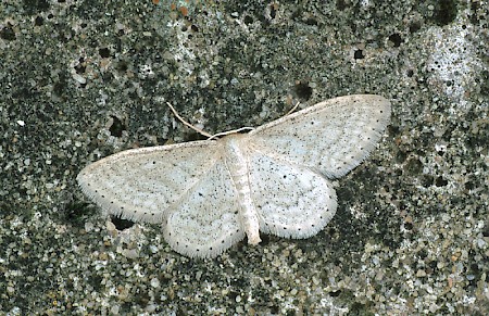 Dotted Border Wave Idaea sylvestraria