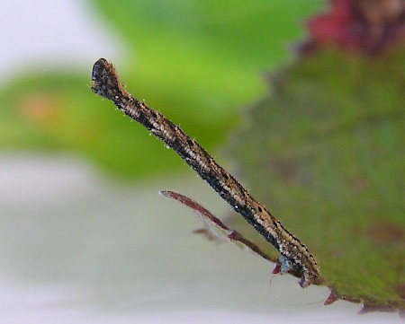 Single-dotted Wave Idaea dimidiata