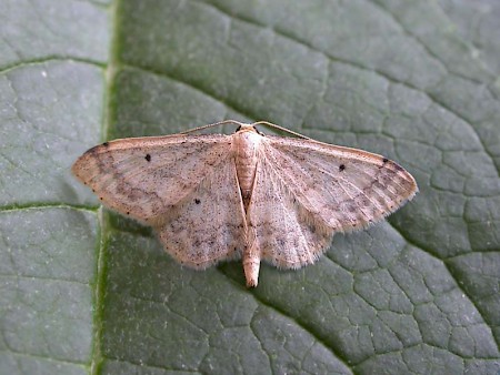 Small Fan-footed Wave Idaea biselata