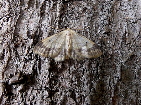 Small Fan-footed Wave Idaea biselata