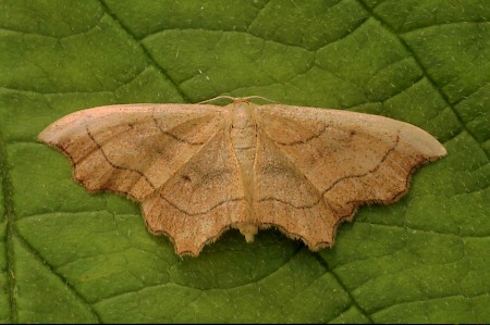 Small Scallop Idaea emarginata