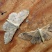 Typical form (right), ab. remutata (left) • Yeovil, Somerset • © John Day