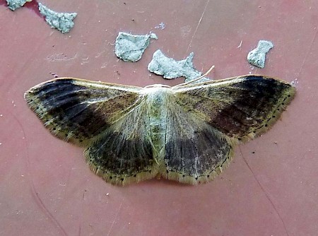 Riband Wave Idaea aversata