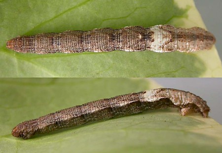 Riband Wave Idaea aversata