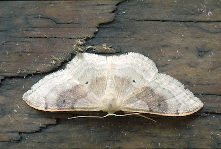 Portland Ribbon Wave Idaea degeneraria