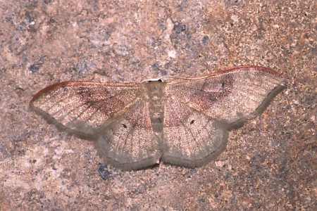 Portland Ribbon Wave Idaea degeneraria