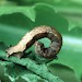 Larva • ex. female, Dordogne, France • © Ian Kimber