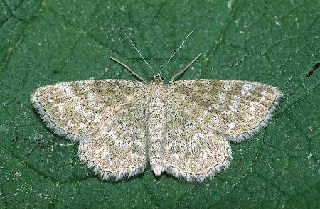 Lewes Wave Scopula immorata