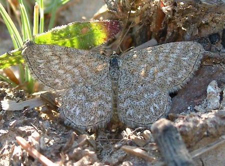 Lewes Wave Scopula immorata