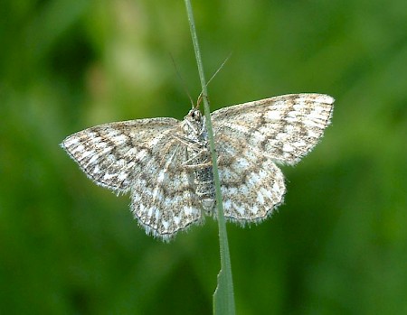 Lewes Wave Scopula immorata