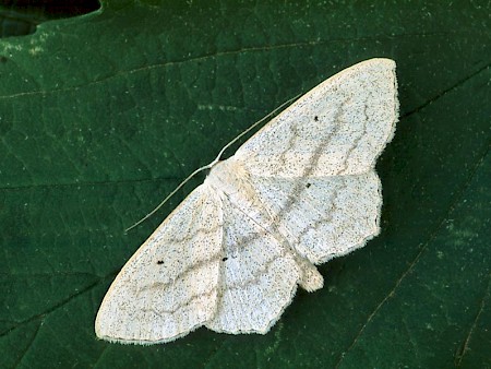 Sub-angled Wave Scopula nigropunctata