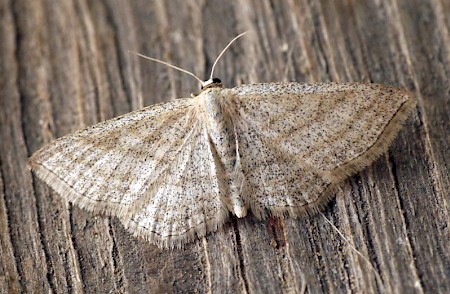 Streaked Wave Scopula virgulata