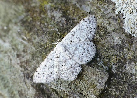 Mullein Wave Scopula marginepunctata