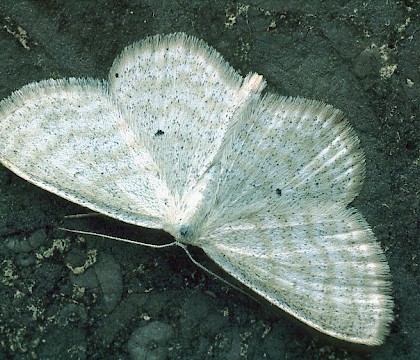 Adult • Gait Barrows NNR, Lancashire • © Rob Petley-Jones