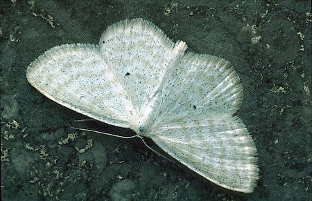 Lesser Cream Wave Scopula immutata
