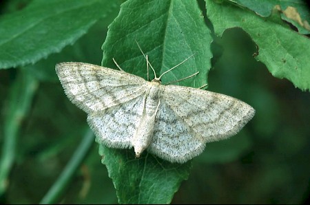 Smoky Wave Scopula ternata