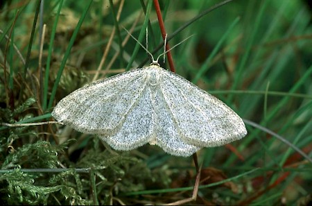 Smoky Wave Scopula ternata