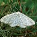 Adult • East Invernessshire • © Roy Leverton