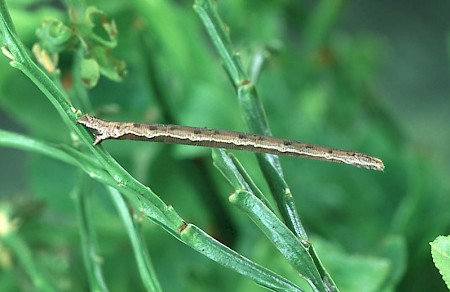 Smoky Wave Scopula ternata