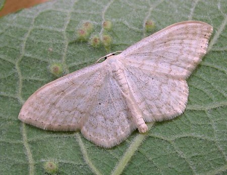 Cream Wave Scopula floslactata