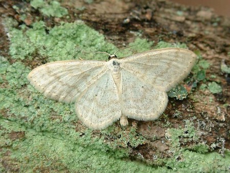 Cream Wave Scopula floslactata