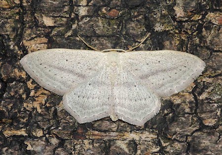 Rosy Wave Scopula emutaria