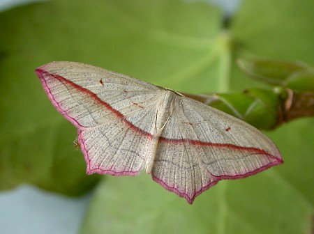 Blood-vein Timandra comae